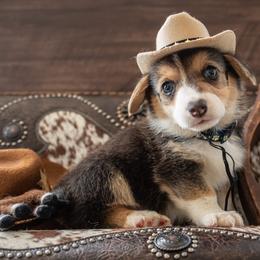 Blue - Black and tan male Pembroke Welsh Corgi puppy in Dobson, North Carolina from Clover S Farm