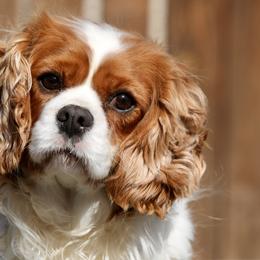 Cavalier King Charles Spaniels, Cavapoos, Companion Crosses, and Papillons from Taliaferro Kennel