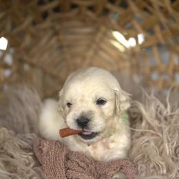 Mr Green - Light golden male Golden Retriever puppy in Morrill, Kansas from Grimm Girls Farm