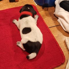 Deutsch-Drahthaar Puppies from vom Cornerstone