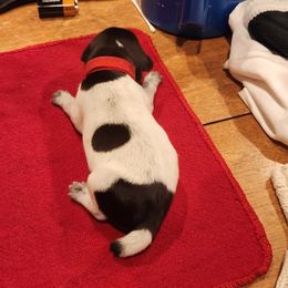 Deutsch-Drahthaar Puppies from vom Cornerstone