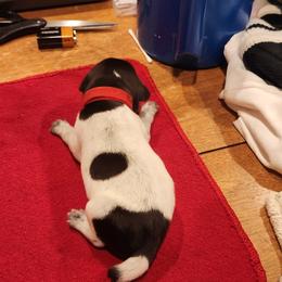 Deutsch-Drahthaar Puppies from vom Cornerstone