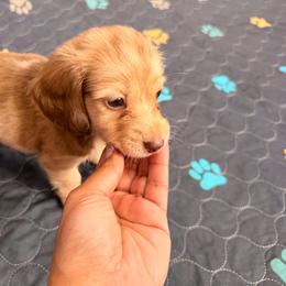 Fitzgerald - Dapple male Dachshund puppy in Magnolia, Texas from Carrie’s Countryside Dachshunds