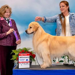 Roswell - Golden Retriever