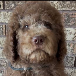 Ralph - Brown and white male Saint Berdoodle puppy in Beach, North Dakota from Badland St. Berdoodles LLC