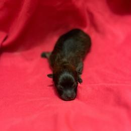 Pepper - Tri-colored female Pomeranian puppy in Zavalla, Texas from Precious Puff Poms