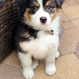 Australian Shepherd Puppies from Triple MMM Kennel