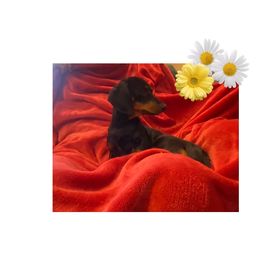 Nova - Dachshund