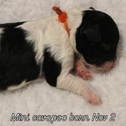 Orange collar boy - Black and white male Cavapoo puppy in Eagle Mountain, Utah from Liberty Farms Puppies