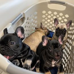 French Bulldog Puppies from Stratton Kennel