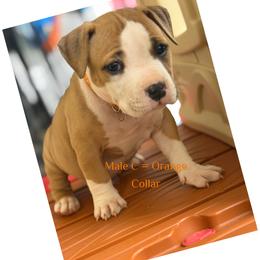 Male C - Red male American Pit Bull Terrier puppy in Pensacola, Florida from Alpha Alliance Kennels
