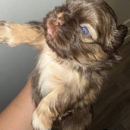 Brownie - Liver and white male Shih Tzu puppy in Bakersfield, California from Little pumpkin Shih Tzu’s