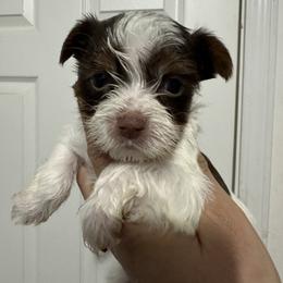 Wade - Parti male Yorkshire Terrier puppy in Rochester, New York from Tnt Yorkies and Cosmic corgis