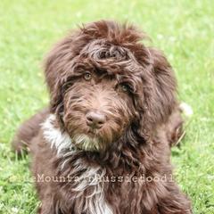 Aussiedoodle Puppies from Blue Mountain Aussiedoodles