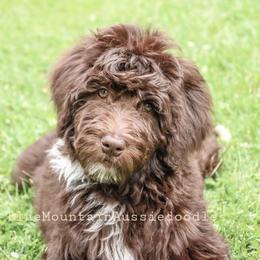 Aussiedoodle Puppies from Blue Mountain Aussiedoodles