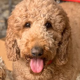 Sadie - Goldendoodle