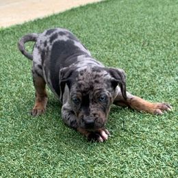 Boy 4 - Blue merle male Catahoula Leopard Dog puppy in Gadsden, Alabama from Rich Cat’s