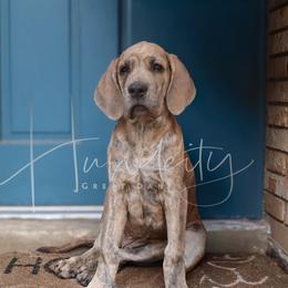 Rayne - Blue female Great Dane puppy in Denison, Texas from Hundeity Great Danes