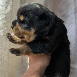 Rottweiler Puppies from Rottweiler vom Hause Wolf