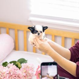 Sophie - Black and white female Chihuahua puppy in Jacksonville, Florida from Petits Chihuahuas