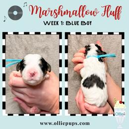 Marshmallow Fluff - Black and white male Bernedoodle puppy in Boiling Springs, South Carolina from OlliePups, LLC