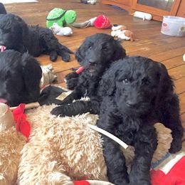 Goldendoodle Puppies from North Shore Service Dogs