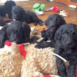 Goldendoodle Puppies from North Shore Service Dogs
