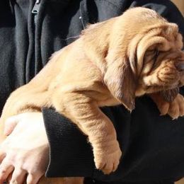 Bloodhound and Mastiff Puppies from Teoc Bloodhounds and Mastiffs