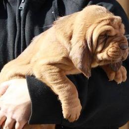 Bloodhound and Mastiff Puppies from Teoc Bloodhounds and Mastiffs