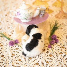 Poodle Puppies from Setting the Standard Poodles