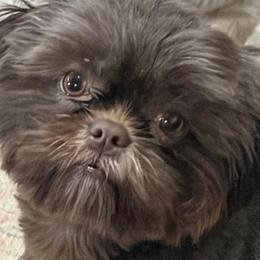 Ripp - Shih Tzu
