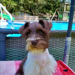 Mia - Miniature Schnauzer