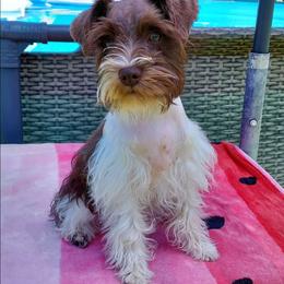 Mia - Miniature Schnauzer