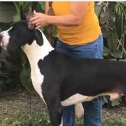 Great Danes from Vicki's Danes