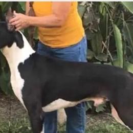 Great Danes from Vicki's Danes