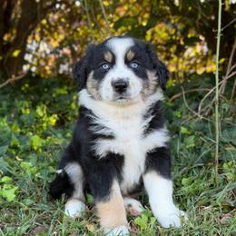 Tripp- Has Tail And Videos - Black tri-color male Australian Shepherd puppy in Troy, South Carolina from Lana Corley- Australian Shepherds of 3/W Farms