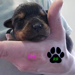 Pink - Black and mahogany female Rottweiler puppy in Tangent, Oregon from Raya's Royals