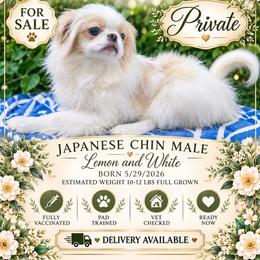 Private - Lemon and white male Japanese Chin puppy in Johnson City, Tennessee from Erin & Friends Japanese Chin
