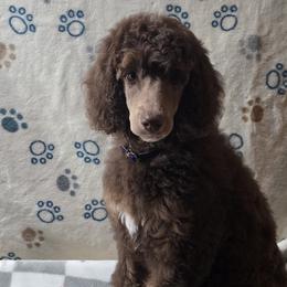 Girl 3 - Poodle puppy in Mayfield Heights, Ohio from Sheridance Poodles
