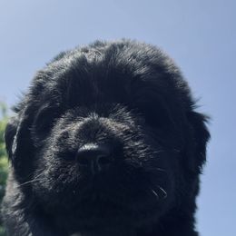 Newfoundland Puppies from CBN