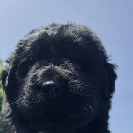 Newfoundland Puppies from CBN