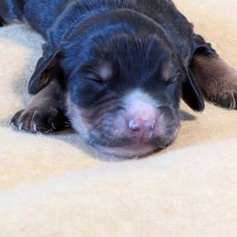 Needs a working home - Black and tan male English Cocker Spaniel puppy in Phillips, Nebraska from Fenloch Gundogs