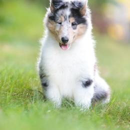 Collie Puppies from Fianna Collies
