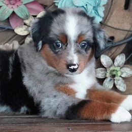 Boy 2 - Blue merle male Miniature Australian Shepherd puppy in Lawton, Oklahoma from Lindsey’s Aussies