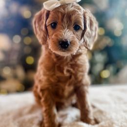 Maple - Red  female Goldendoodle puppy in Provo, Utah from GoldenDoodle Express