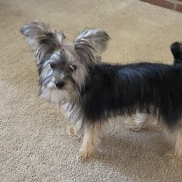 Aussiedoodle, Morkie, Poodle, Yorkipoo, and Yorkshire Terrier All Grown Up from X-F Kennels