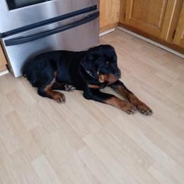 Rottweiler Puppies from Vom Arnold-Hause Rottweilers