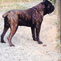 Cane Corso and Shetland Sheepdog All Grown Up from Redemption Kennels