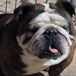 Blake - Bulldog