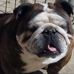 Blake - Bulldog